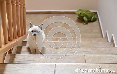 British cat shorthair lilac colorpoint on the stairs Stock Photo