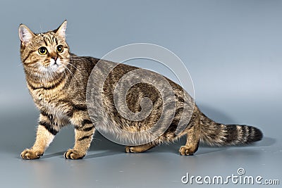 British cat shorthair tabby Stock Photo