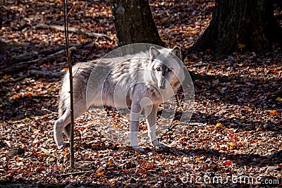 A British Columbia wolf standing sideways in the forest with Autumn colored leaves covering the ground Stock Photo