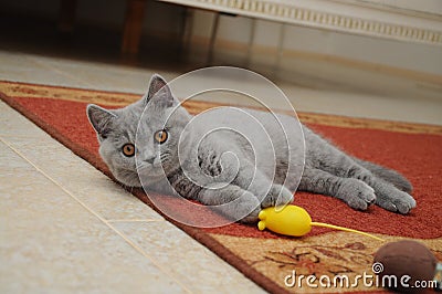 British cute adorable kitten is playing with small yellow mouse Stock Photo