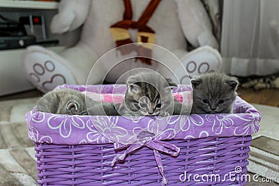 British fluffy kittens sitting in the basket Stock Photo