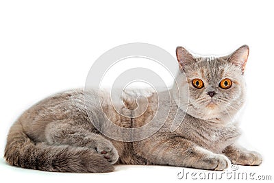 British golden cat with orange eyes isolated on a white background Stock Photo