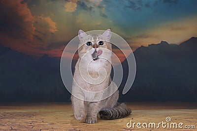 British golden cat walking in the desert Stock Photo