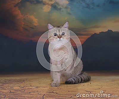 British golden cat walking in the desert Stock Photo