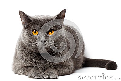 British gray cat sitting in front of white background Stock Photo