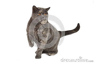 British gray cat on a white background. Stock Photo