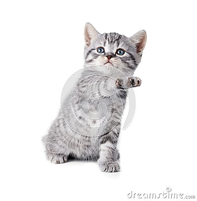 British gray playing whiskas kitten Stock Photo