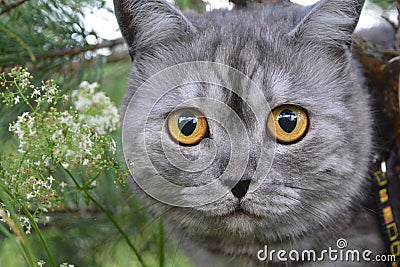 British grey cat on a summer walk with a surprised funny feeling, up a tree. Face to face, looking in front. looking at the camera Stock Photo