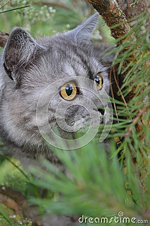 British grey cat on a summer walk with a surprised funny feeling, up a tree. kind of trecatorii looking forward. Pet care, natural Stock Photo