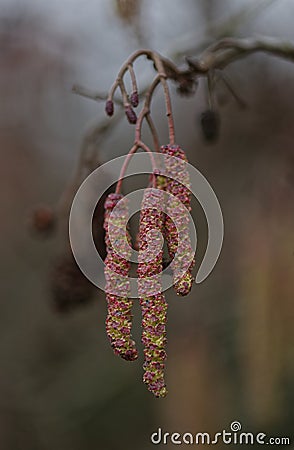 British Hazel catkins Stock Photo