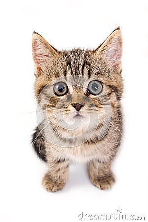 British kitten Stock Photo