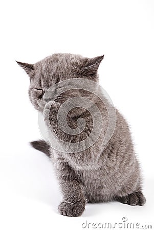 British kitten Stock Photo