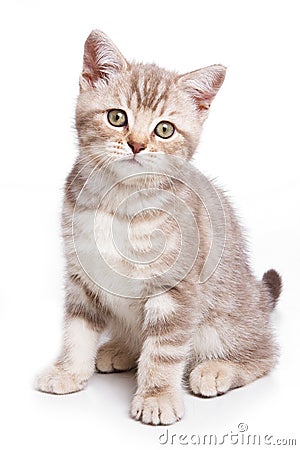 British kitten Stock Photo