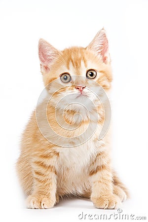 British kitten Stock Photo