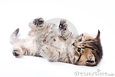 British kitten Stock Photo