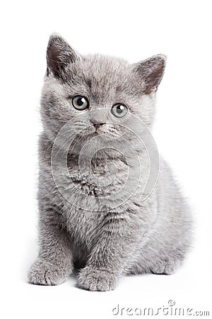 British kitten Stock Photo