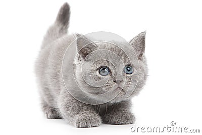 British kitten Stock Photo