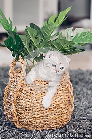 British kitten hiding in wicker basket with flowers. Portrait of playful kitten Stock Photo