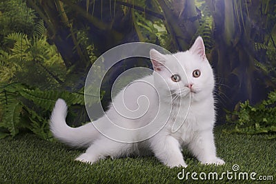 British kitten playing on the jungle Stock Photo