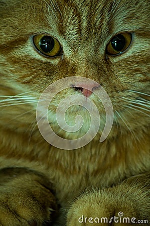 British kitten red color. Stock Photo