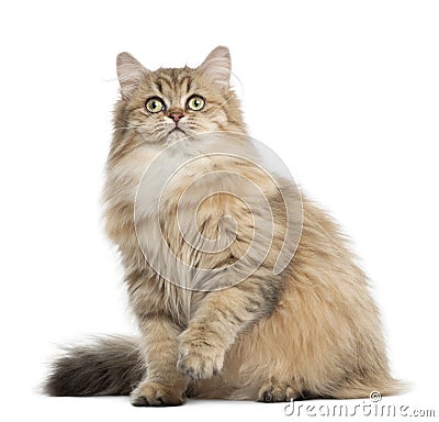 British Longhair cat, 4 months old Stock Photo