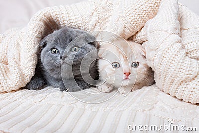British lop-eared kittens Stock Photo