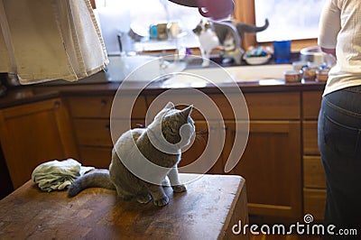 British shorhair cats on kitchen console Stock Photo