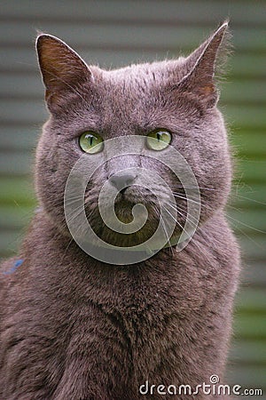 British shorhair domestic cat Stock Photo