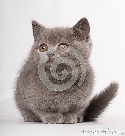 British short hair beautiful cat waiting on white background Stock Photo