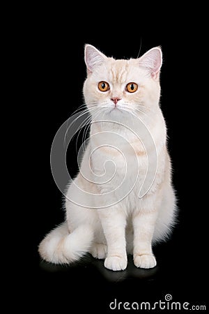 British Short Hair cat Stock Photo