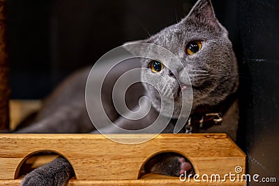 British Short hair cat blue yellow eyes, Gray cat portrait Stock Photo