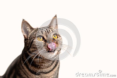 British Short hair cat with bright yellow eyes sits licking with tongue. Tebby color Ñute cat wants delicacy. Stock Photo