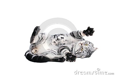 British Short Hair cat playing Stock Photo