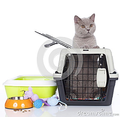 British short hair cat sitting in a transport box Stock Photo