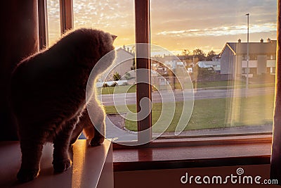 British short hair cat watching sunrise sitting by a window in a house. Warm sun light. Sun rising over houses in a street. Magic Stock Photo
