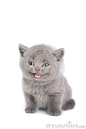 British short-hair kitten Stock Photo