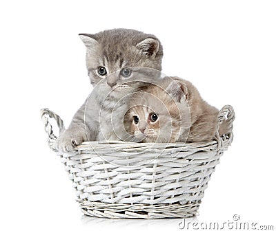 British short hair kittens Stock Photo