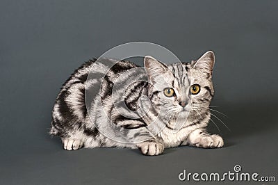 British short-haired cat Stock Photo