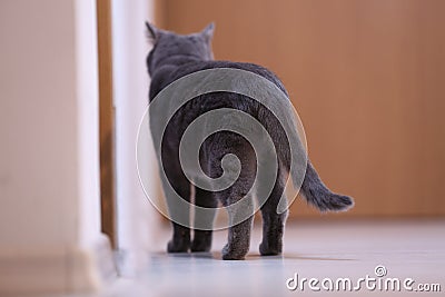 British Shorthair cat, back view Stock Photo