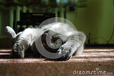 British shorthair blue cat Stock Photo