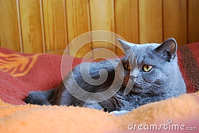 British shorthair blue cat Stock Photo