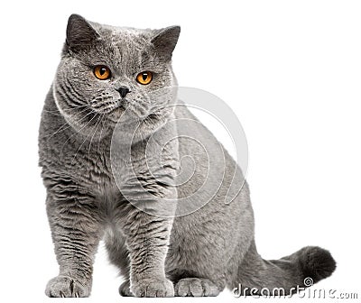 British Shorthair cat, 2 years old Stock Photo