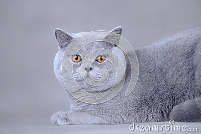 British shorthair cat Stock Photo