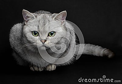 British shorthair cat. Stock Photo