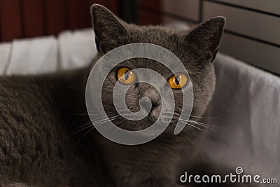 British Shorthair cat in a bench looking at the camera Stock Photo