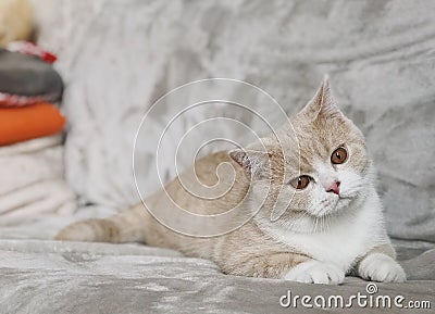 British shorthair cat with big eyes Stock Photo