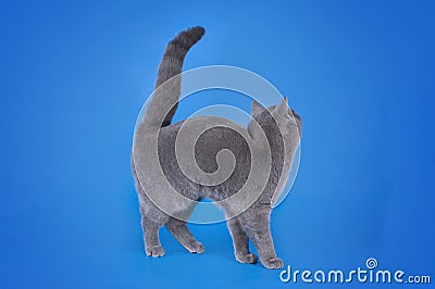 British shorthair cat on a blue background isolated Stock Photo