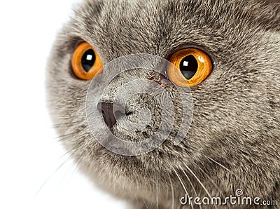 British Shorthair Cat Stock Photo