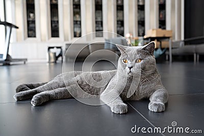 British shorthair cat blue-gray color and orange eyes, Pure and beautiful breed are sitting Stock Photo