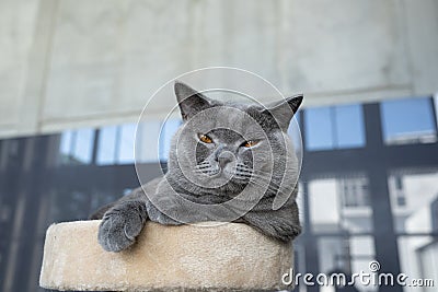 British shorthair cat blue-gray color and orange eyes, Pure and beautiful breed Is sitting comfortably Stock Photo
